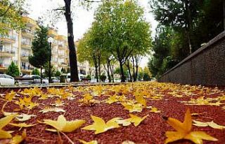 Sonbahara veda edemeyen şehir, sarıya büründü