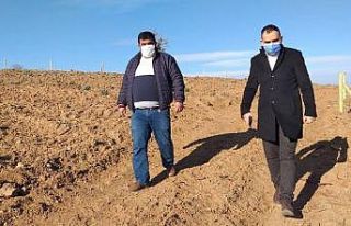 Sorkuncak köyünde 35 dekar alana Lavanta dikimi...