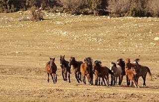 Soyları Osmanlı Süvari birliğine dayanıyor, uçsuz...