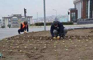 Suluova’da mevsimsel çiçekler toprakla buluşuyor