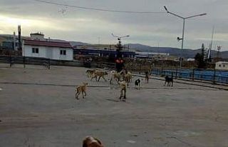 Sungurlu belediyesi sokak hayvanlarını kısırlaştırıyor