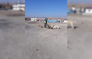 Sungurlu Belediyesi sokak hayvanlarını unutmadı