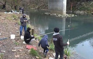 Sürüler halindeki tatlı su kefalleri ilgi çekiyor