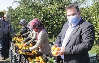 Takoz mandalina ekonomiye kazandırılıyor