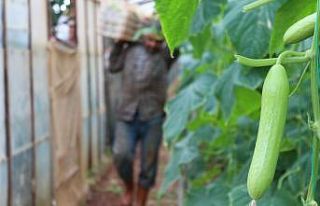 Tarımda siparişe göre üretim dönemi
