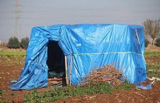 Tarla bekçisinin acı sonu