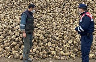 Tarladan 20 ton şeker pancarı çaldı