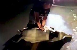 Tayland’da motosikletin çarptığı yavru fil,...