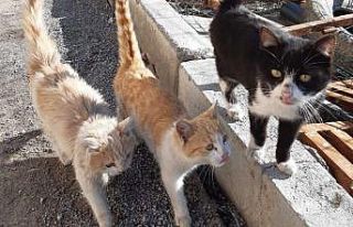 Tedavi altındaki can dostlar iyileşiyor