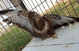 Tedavisi tamamlanan şahin doğaya salındı