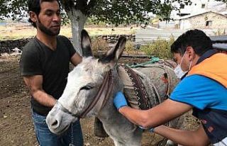 Tek tırnaklı hayvanlar kayıt altına alınıyor