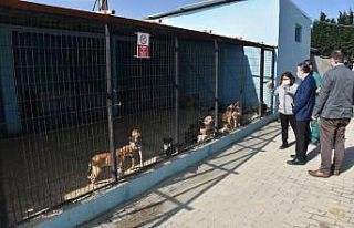 Tekirdağ’da 2 bin 540 kedi ve köpeğe tıbbi müdahale