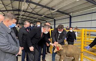 Tekirdağ’da 34 adet merinos ırkı koç dağıtıldı