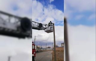 Telefon direğinde mahsur kalan kediyi itfaiye kurtardı