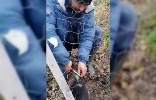 Tellerin arasına sıkışan yavru köpeği böyle...