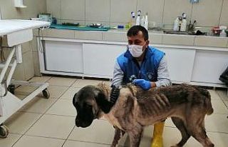 Terk edilen yaşlı köpeğe belediye sahip çıktı