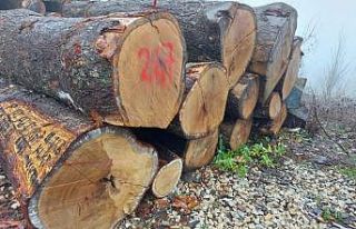 Tomruklar rekor fiyata alıcı buldu