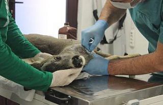 Trafik kazasında ölümden dönen karacayı hayata...