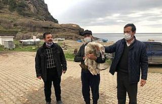 Tüfekle vurulan kuğu tedavi ediliyor