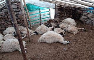 Tunceli’de bir ağılda 27 koyun izdihamdan telef...
