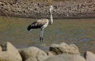 Tunceli’de flamingo görüntülendi