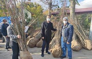 Tunceli’de köylere ceviz ve badem fidanı dağıtımı