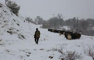 Tunceli’nin yüksek kesimlerinde kar yağışı...