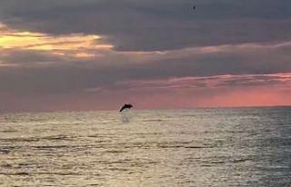 Turistlerin çekildiği sahiller yunuslara kaldı