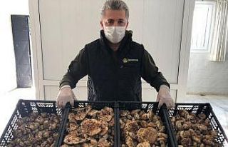 Türkiye’de kiloyla satılıyor, Japonlar taneyle...