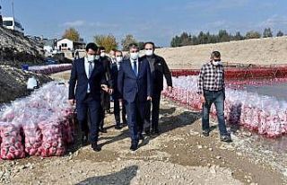 Türkiye’de turpun yüzde 74’ü Osmaniye’de...