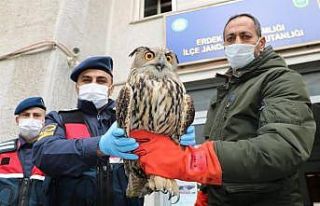 Uçamayan puhu kuşuna jandarma sahip çıktı