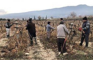 Üzümler rekolte ve kaliteyi arttırmak için makyajlanıyor