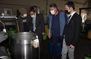 Üzümün başkentinde zeytin üretimi artıyor
