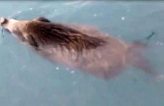 Van Gölü Canavarı sandılar, domuz çıktı