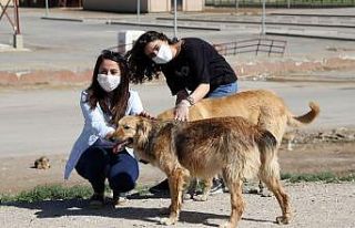 Van’da sokak hayvanları yalnız değil