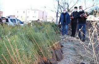 Varto’da fidan dağıtımı