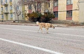 Vefasızlığın böylesi