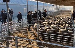 Verimliliği artırmak için damızlık koçlar üreticilere...