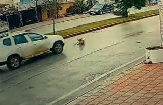 Vicdansız sürücü köpeğe çarpıp arkasına bile...