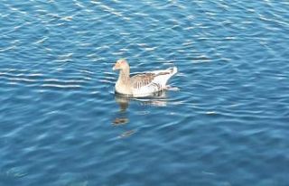 Yaban kazı vatandaşların ilgi odağı oldu