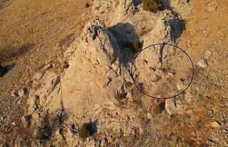 Yaban keçileri drone yakalandı