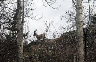 Yaban keçileri köylere kadar indi
