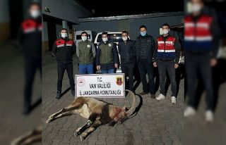 Yaban keçisi avlayan 4 kişiye 36 bin 589 lira ceza