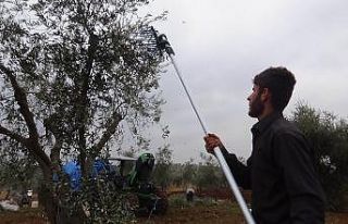 Yağmur nedeniyle ara verilen zeytin hasadı yeniden...