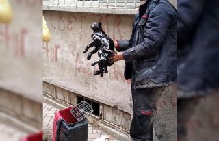 Yakıt tankına düşen kedi kurtarıldı