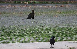 Yalova’da sokaklar hayvanlara kaldı