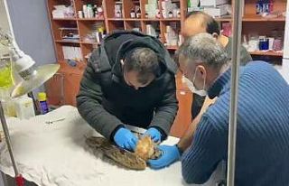 Yaralı bulunan şahin tedavi altına alındı
