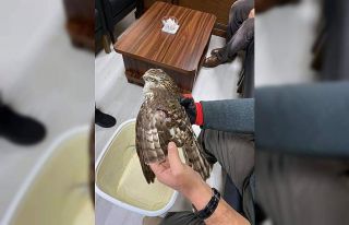 Yaralı halde bulunan atmaca tedavi altına alındı