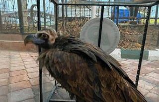 Yaralı kara akbaba tedavi altına alındı