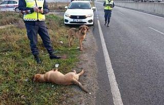 Yaralı köpeğe jandarma ekipleri sahip çıktı